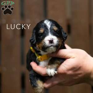 Lucky, Bernese Mountain Dog Puppy